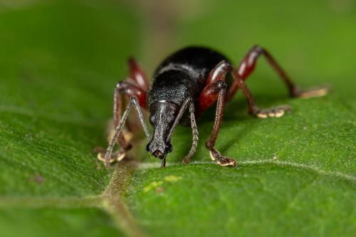 Otiorhynchus sp.